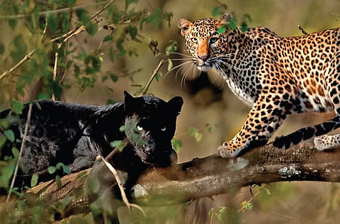 The photographer has been following the life of Cleopatra since 2010 and Saya since 2014.