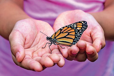 The garden of spiritual wisdom