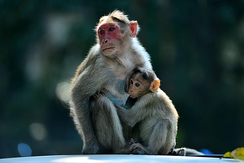 A baby monkey drinking mother's milk. (EPS | Sunish P Surendran)