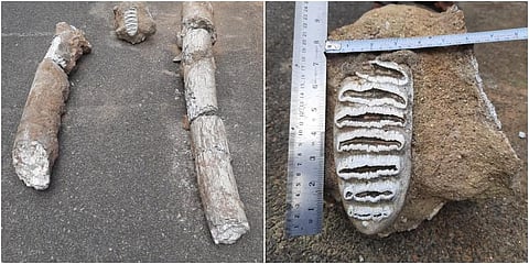 Fossiled tusks and trunk of Stegodon, an elephant like mammal. (Photo | EPS)