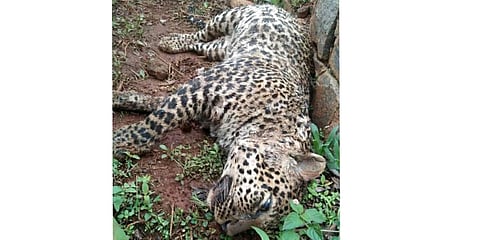 Gaur kills leopard near Coonoor