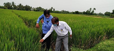 A team of officials inspecting a paddy field after the crop failed to flower (Photo | Special arrangement)