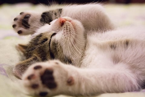Image of cat used for representational purpose