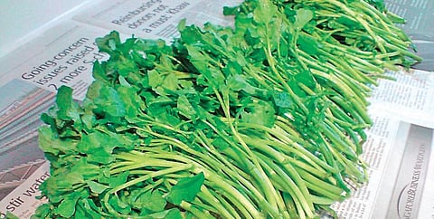 A powerhouse of nutrients