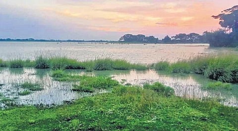 Paddy fields submerged in rainwater in Jagatsinghpur I Express