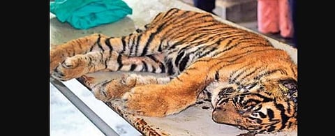 Alarm bells ring as Kota reserve loses 4 big cats