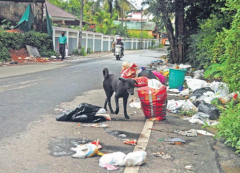A stray dog searching for food from a heap of garbage at Eloor | A Sanesh