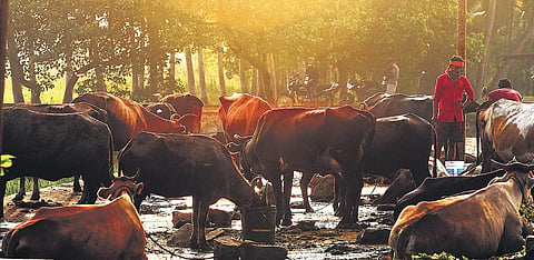 One farmer from Sulur says maintaining a milch cow costs a bomb.