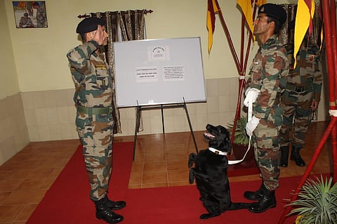 'Vida', a labrador of an Army Dog Unit located in Northern Command, was instrumental in detection of five mines and one grenade buried underground. (Photo | Express)