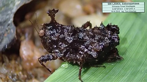 'Cladonotus bhaskari'--the first new twighopper species in 116 years.