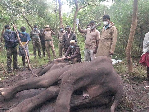 A team of forest staff with the elephant (Photo | EPS)