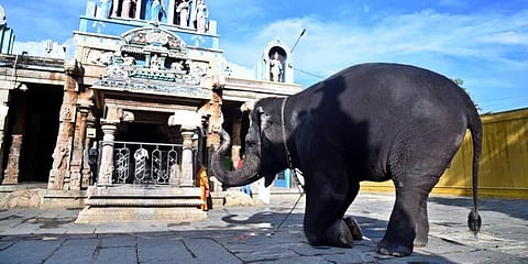 Kalyani, the elephant, at the Ambal Temple worships after places of worship were permitted to open in Tamil Nadu. (Photo | A Raja Chidambaram, EPS)