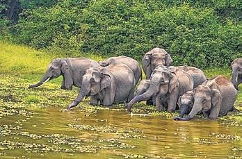 Tourists unlocked, flock to Bandipur, Nagarhole
