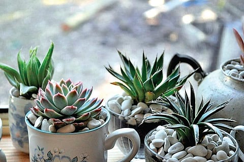 Garden in a teacup