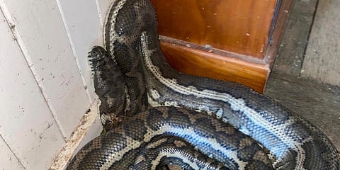 In this photo provided by Steven Brown, a snake is coiled on the floor of a home at Laceys Creek, Australia. (Photo | AP)