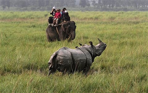 Tourists on an elephant watch a one-horned rhinos in the Kaziranga national park. (Photo | AP)