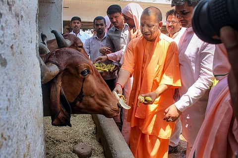 CM Yogi Adityanath feeding a cow (File Photo | PTI)