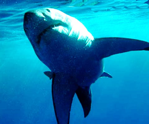 Sharks can swim under the nets and around the ends of the nets. (File photo)