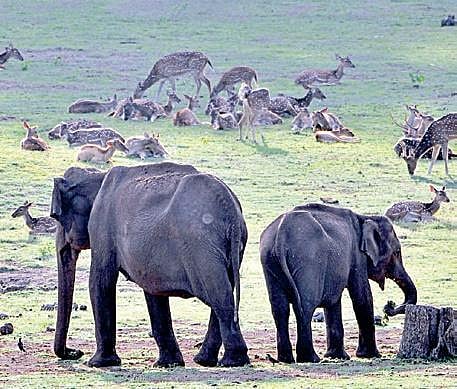 More forest officers may get phone-tapping rights