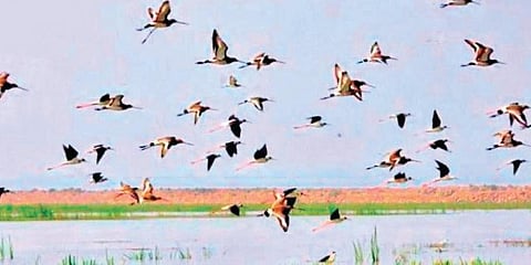 Bird Sanctuary
