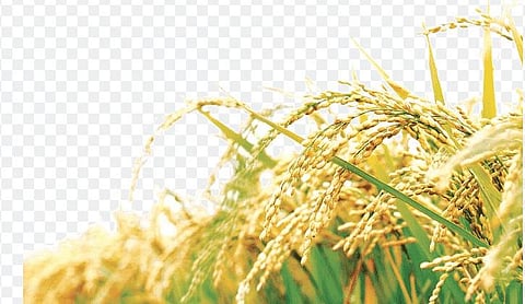 The system is expected to help in saving an estimated 60 million euros (Representational Image)