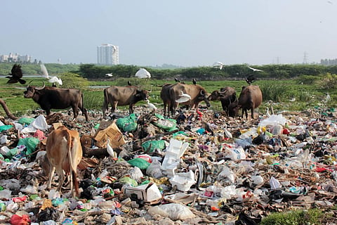 50 tankers with a capacity of 9000 litres each discharge sewage. (Photo | Ashwin Prasath, EPS)