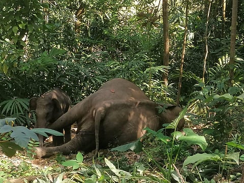 The officer said a post-mortem will be conducted to know the cause of death. (Photo | Express)