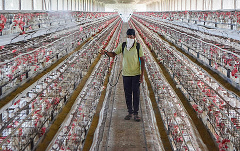 A worker sprays disinfectant inside a poultry farm as a precaution against bird flu in Karad Maharashtra. (File Photo | PTI)