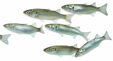 For the past several decades, India has made multiple 'failed' attempts to develop captive breeding technology for grey mullet fish.