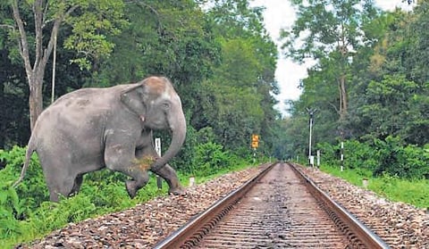 IIT Professor’s answer to jumbo deaths in train collision
