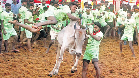 Youth taking part in the world-famous jallikattu at Alanganallur in Madurai district (File photo | KK Sundar)