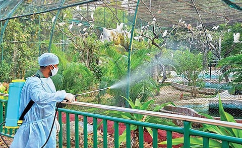 A worker spraying disinfectant at a birds enclosure, as part of a preventive measure against Bird flu, at Nehru Zoological Park in Hyderabad | pti
