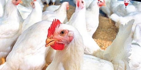 Image of chicken used for representational purpose. (File Photo I EPS)