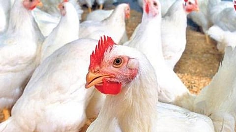Image of chicken used for representational purpose