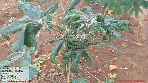 Parasitoid to be used to control mealybug infestation in Namakkal