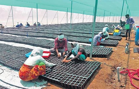 Workers busy planting oil palm seed sprouts at a nursery in Madamapur village