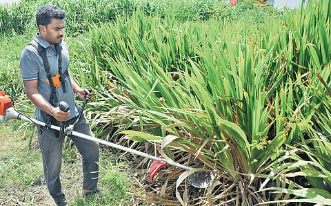 Composing a green world