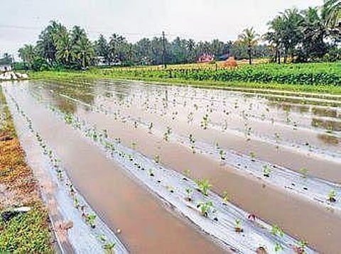 Submerged Mattu Gulla fields in Kaup taluk due to heavy rain in the region
