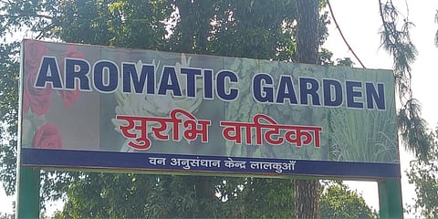 The country's largest aromatic garden in Nainital district. (Photo| Special Arrangement)