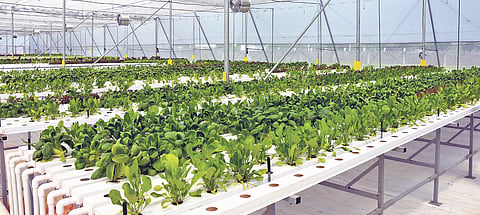 Sandeep Kannan grows vegetables using Polyhouse Hydroponic farming at Thanapalle in Tirupati | Madhav K