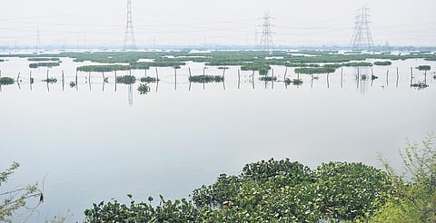 Najafgarh Jheel