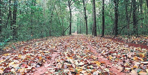 Similipal National Park (File Photo)