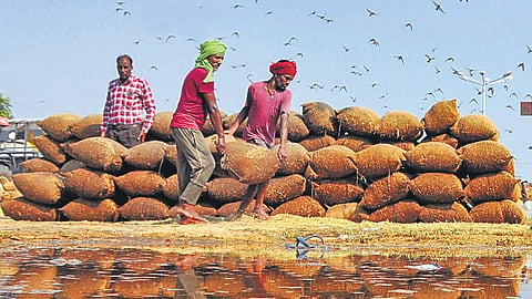 Farmers in Koraput district continue to struggle as millers demand extra paddy.