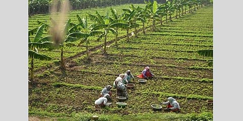 State to come up with organic farming policy soon
