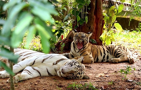 A joint study by the National Centre for Biological Sciences and Cardiff University had flagged the concern that Indian tigers no longer possess 93% of their genetic variation.