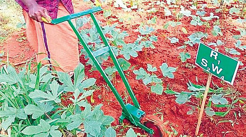 A farmer operates Wheel Hoe Weeder, a manually operated push-type machinery for weeding, designed and developed by College of Agriculture, Vellayani.