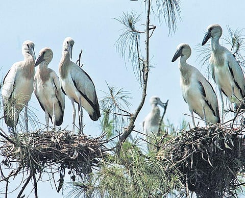 Migratory birds at ITR’s ‘Nisarg’| Express