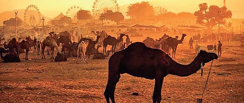 Jaipur Diary