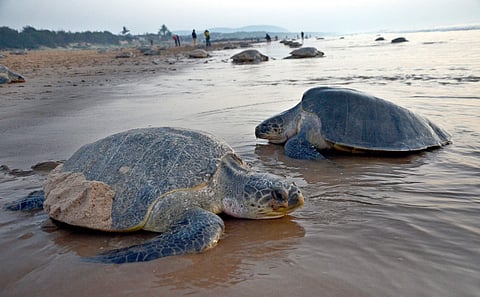 Olive ridley turtles gather for annual mass nesting at Rushikulya beach in Orissa.