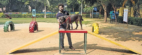 Patel Nagar-resident Mayank Mighlani and family along with their 10-month-old American Bully Blue having a gala time at the Pet Dog Park in Karol Bagh Zone at Old Rajinder Nagar (Photo | EPS)